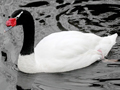 Black-necked Swan